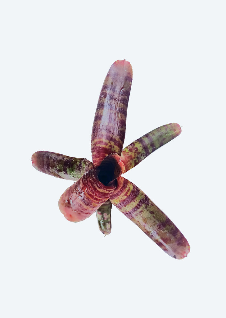 Neoregelia Hot Amber Non Variegated