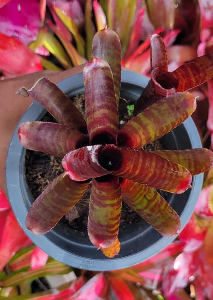 Neoregelia Hot Amber Non Variegated