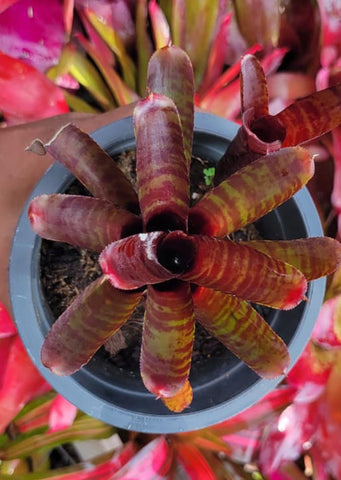Neoregelia Hot Amber Non Variegated