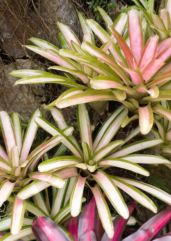 Neoregelia Ardie
