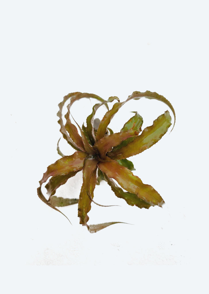 Cryptanthus Acaulis Ruber