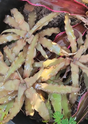 Cryptanthus Acaulis Ruber