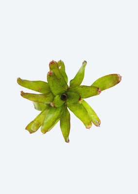 Neoregelia Angel Face