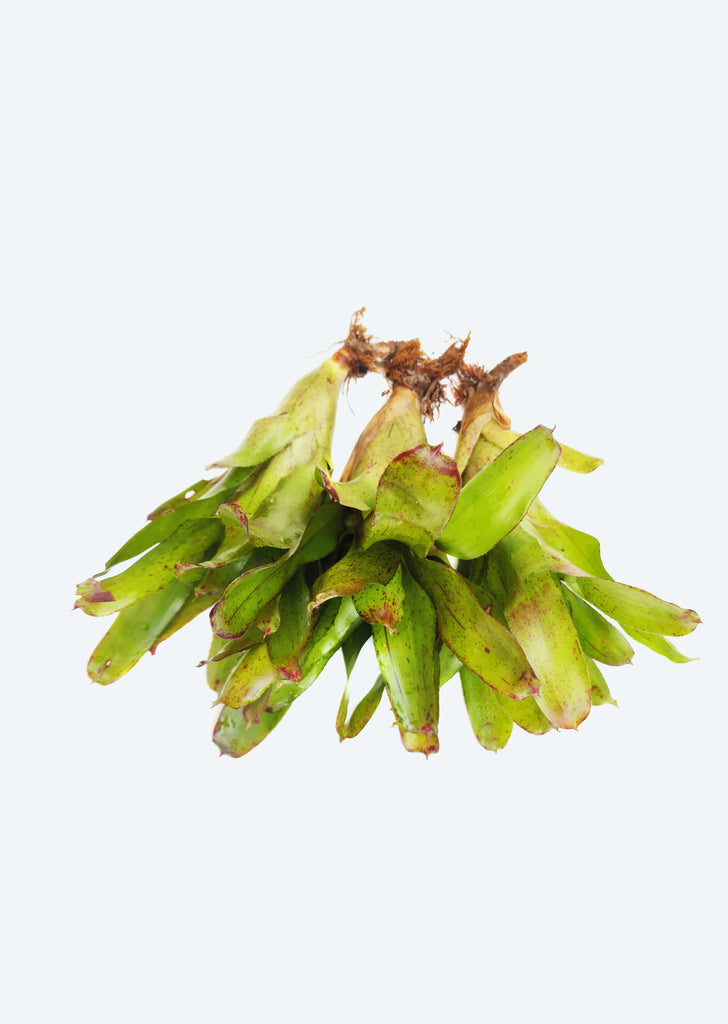 Neoregelia Angel Face