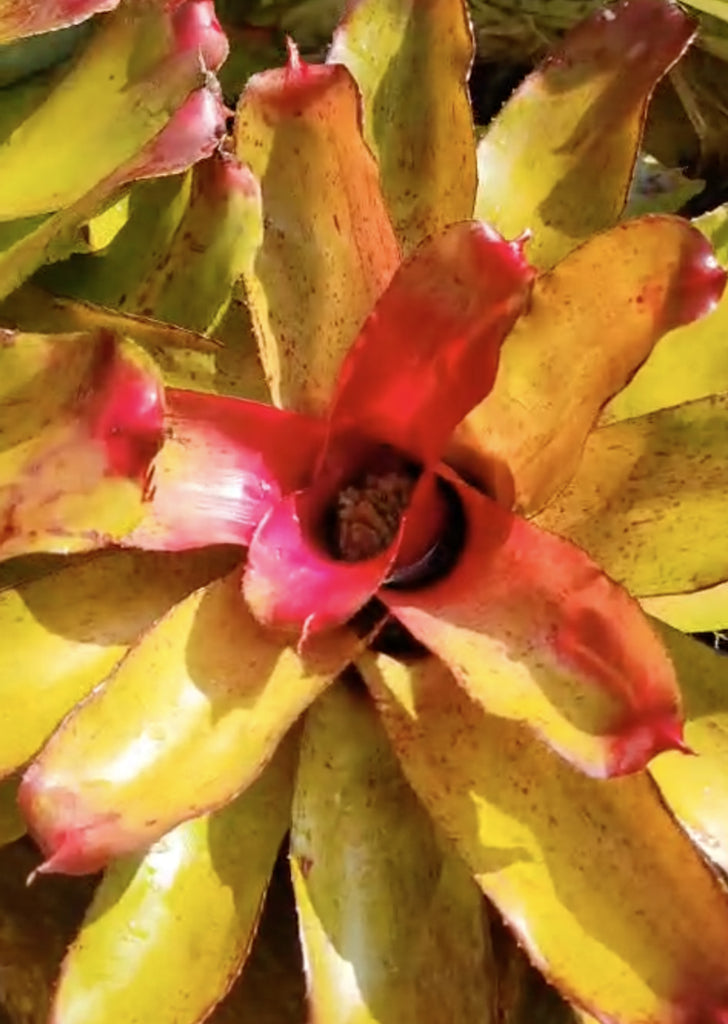 Neoregelia Angel Face
