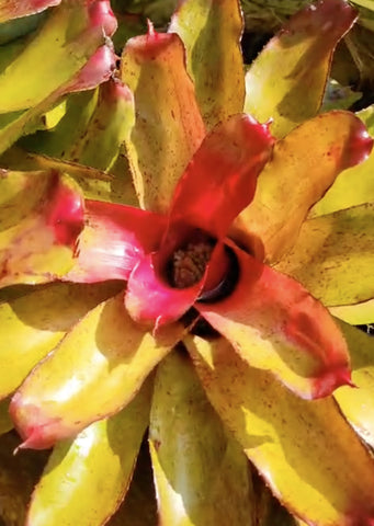 Neoregelia Angel Face