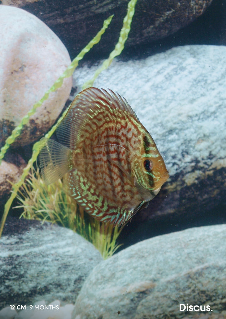 Stendker - Brilliant Turquoise