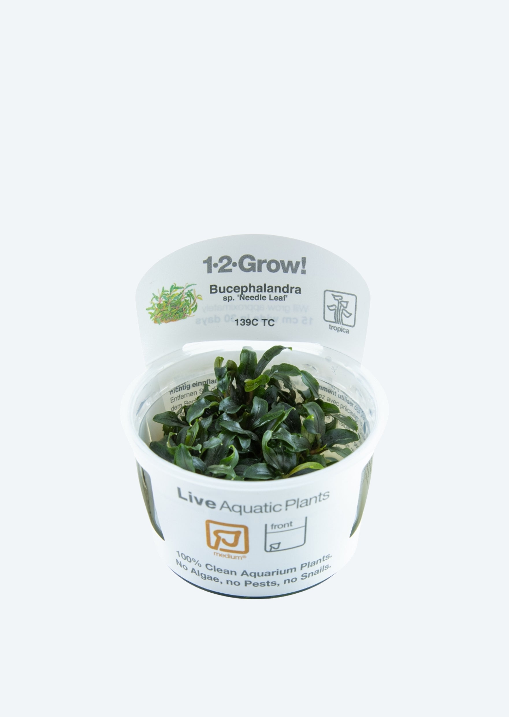 1-2-Grow! Buce. 'Needle Leaf'