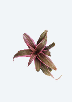 Cryptanthus Pink Var. Mini