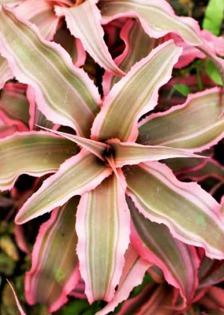 Cryptanthus Pink Var. Mini