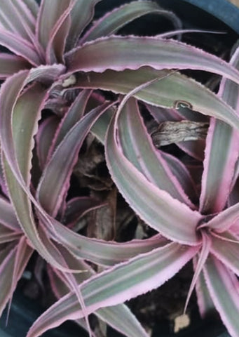 Cryptanthus Pink Var. Mini