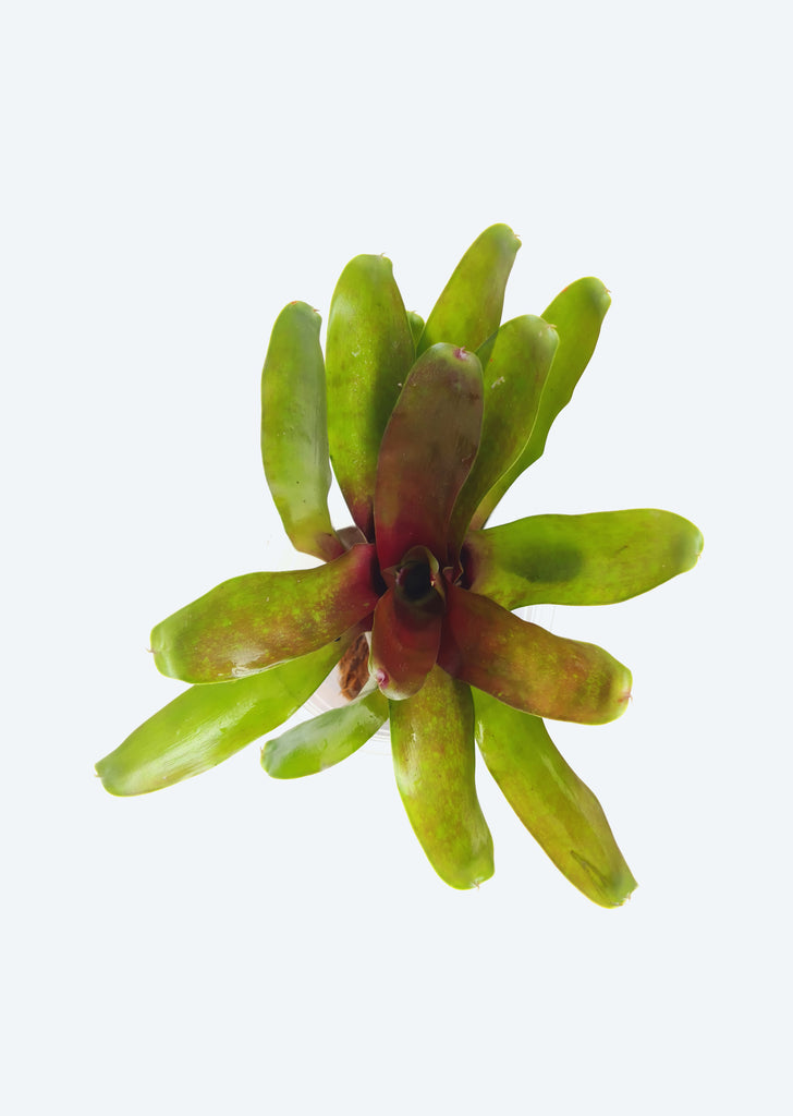 Neogerelia ‘Fireball’