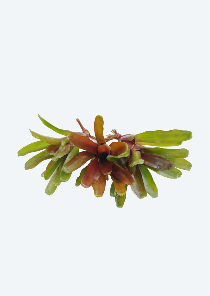 Neogerelia ‘Fireball’