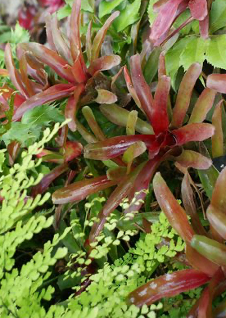 Neogerelia ‘Fireball’