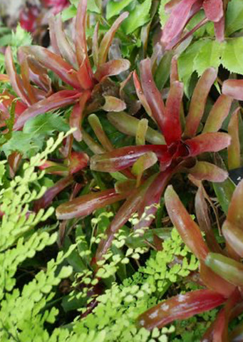 Neogerelia ‘Fireball’