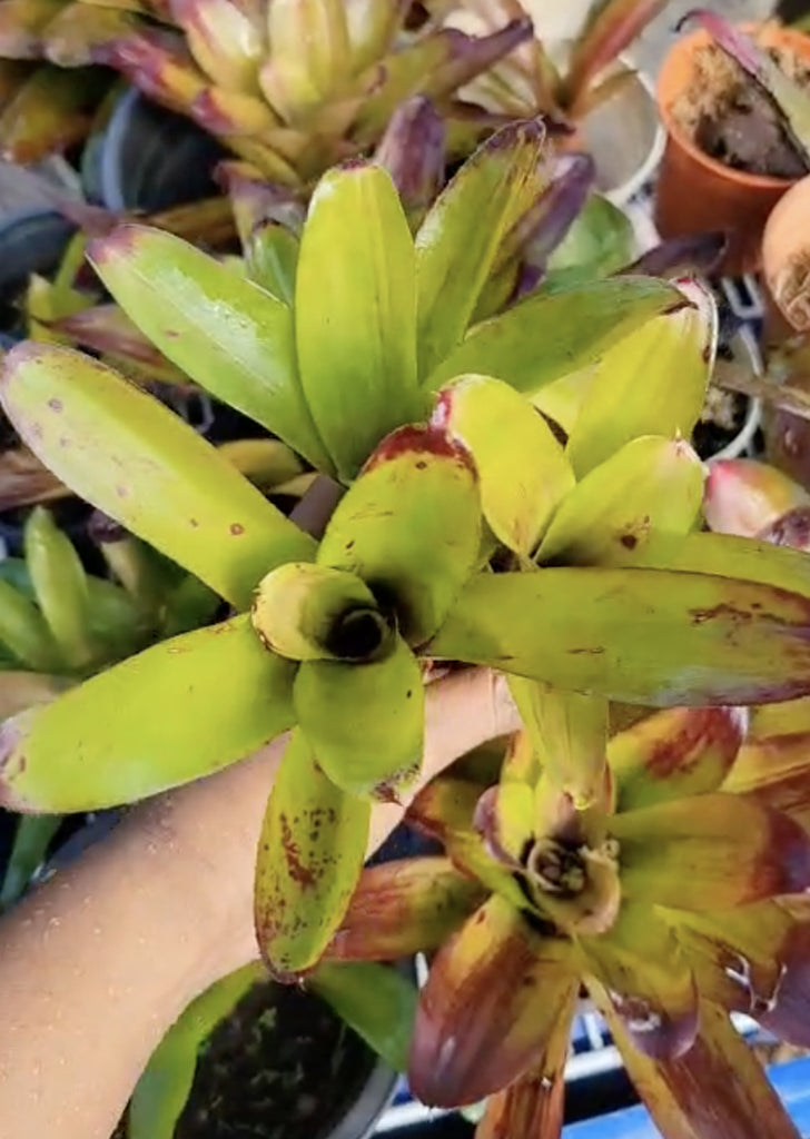 Neoregelia sp.