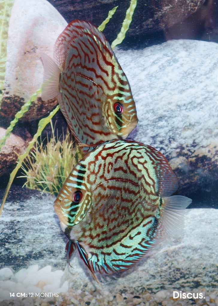 Stendker - Brilliant Turquoise