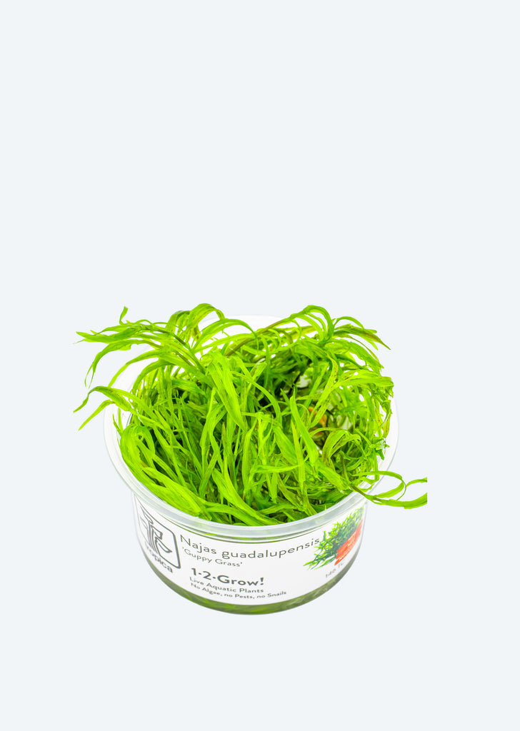 1-2-Grow! Najas 'Guppy Grass'