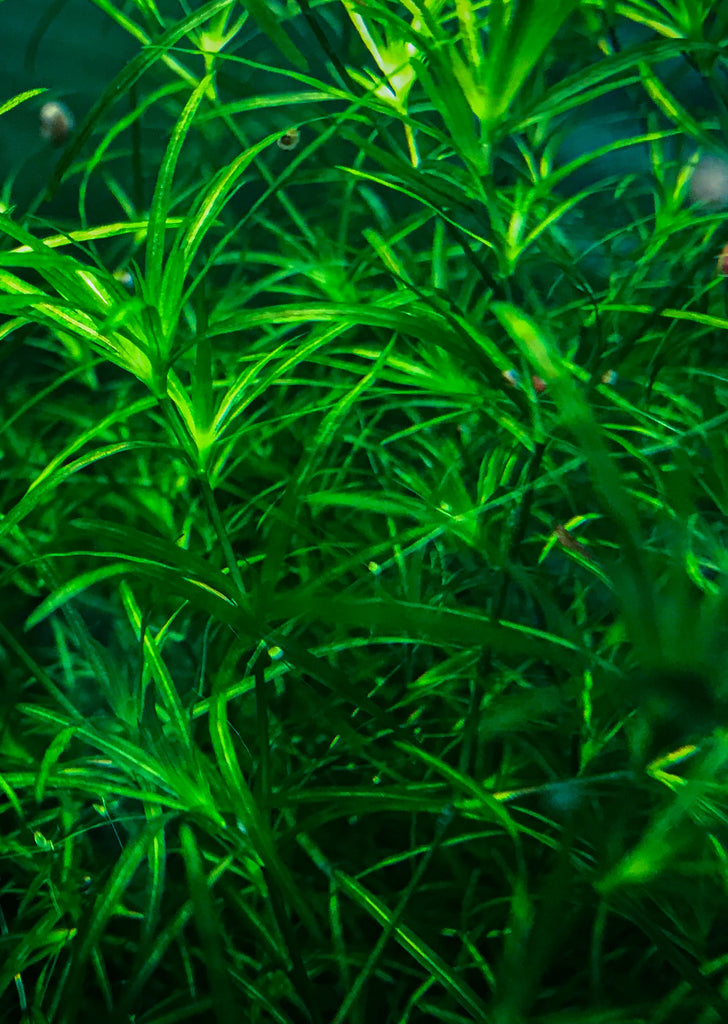 1-2-Grow! Najas 'Guppy Grass'