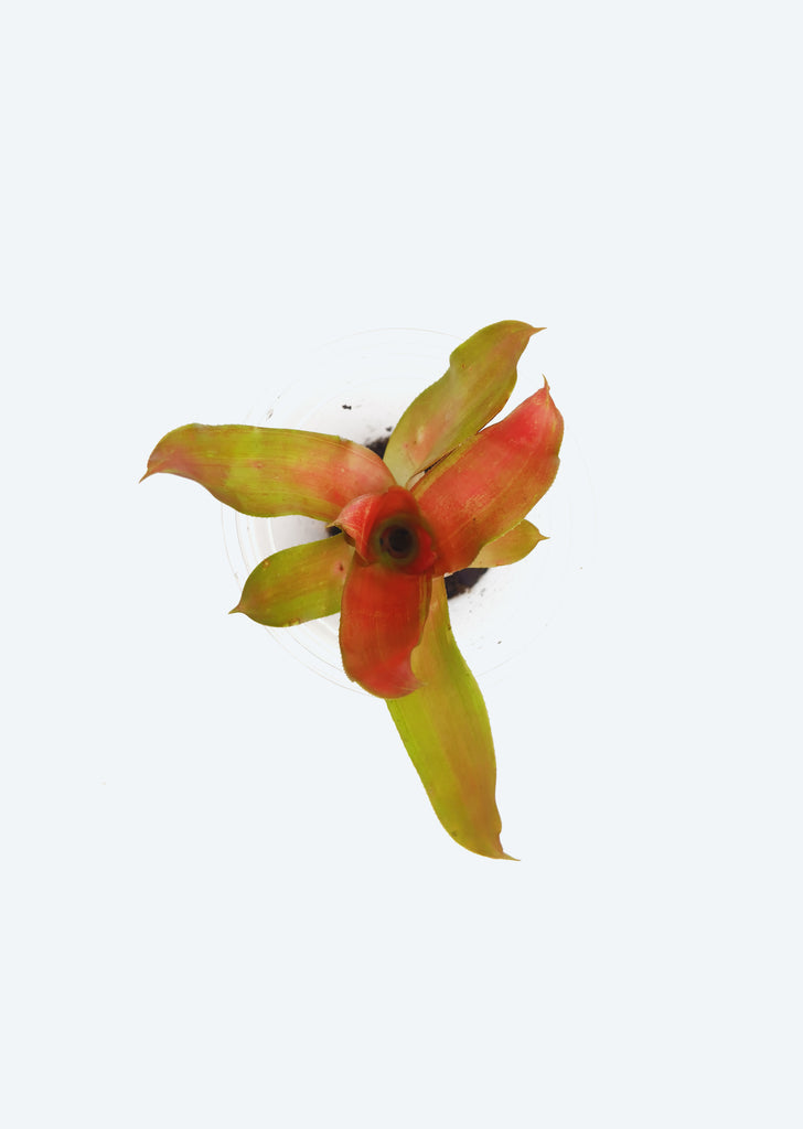 Neoregelia 'Apricot Beauty'