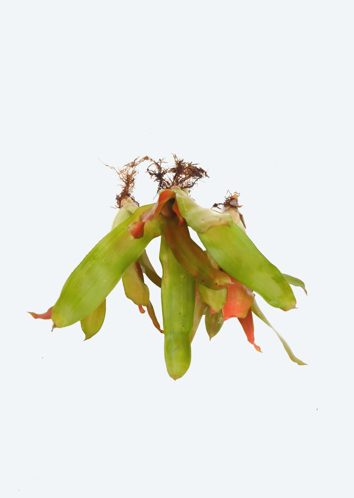 Neoregelia 'Apricot Beauty'