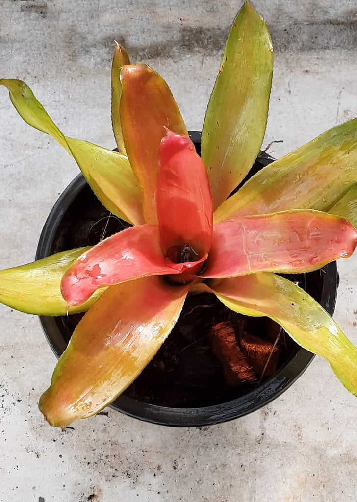 Neoregelia 'Apricot Beauty'