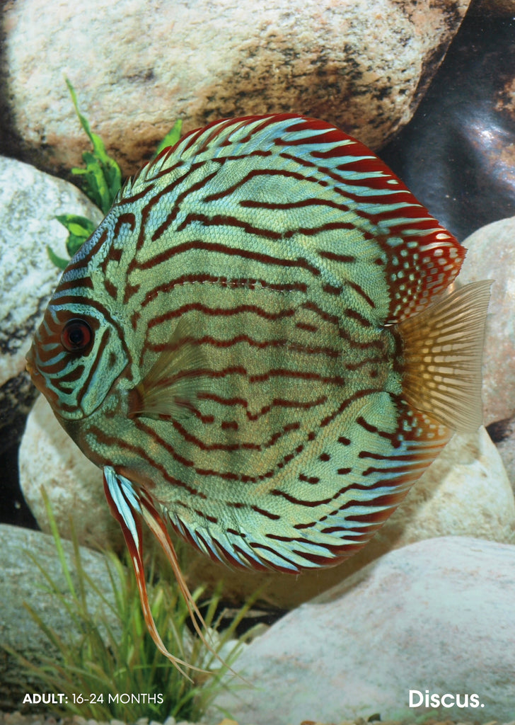 Stendker - Brilliant Turquoise