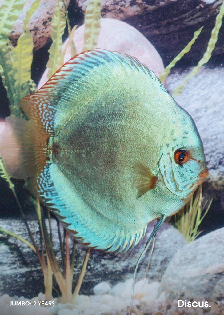 Stendker - Solid Turquoise