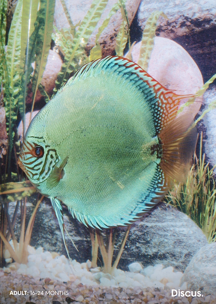 Stendker - Solid Turquoise