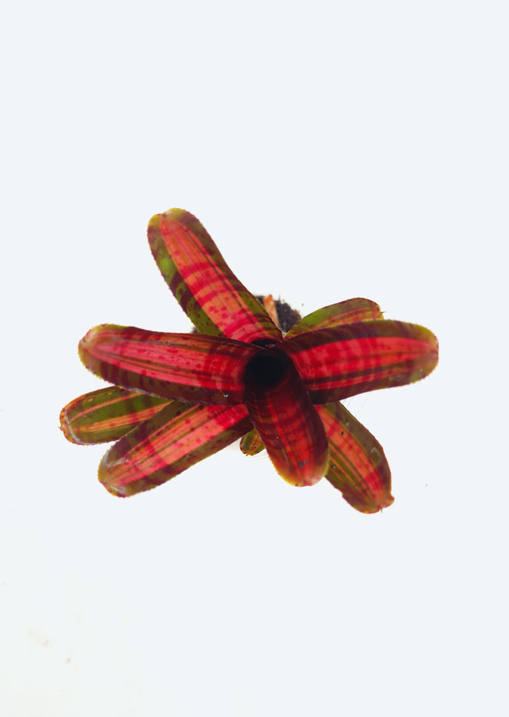 Neoregelia ‘Hot Embers’