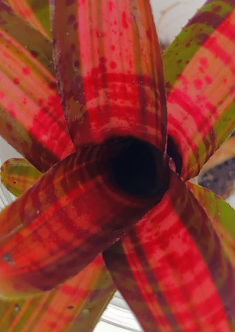 Neoregelia ‘Hot Embers’