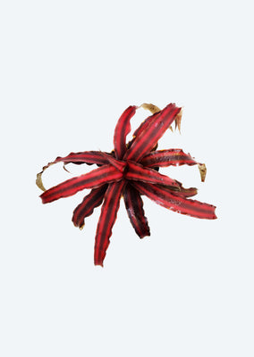 Cryptanthus Earth Star