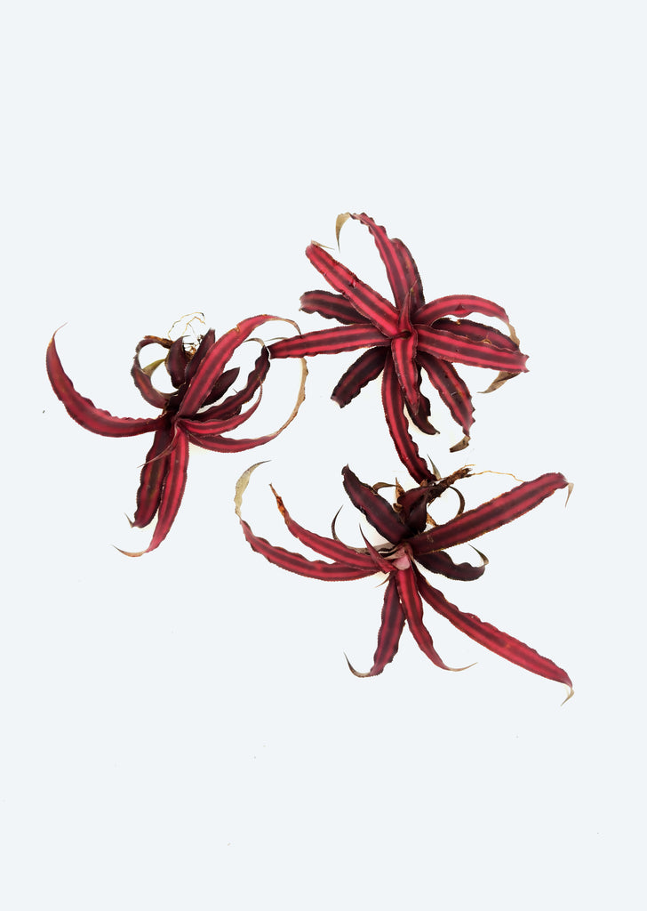 Cryptanthus Earth Star