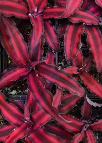 is earth star plant a succulent Cryptanthus Earth Star | Bromeliad Plants for Terrariums UAE