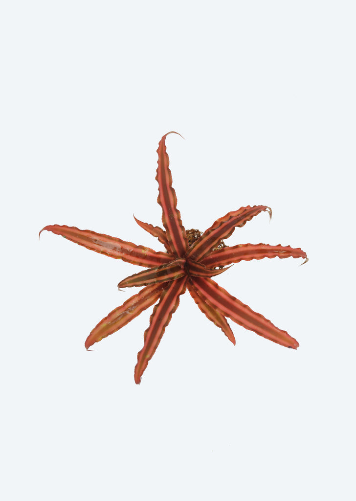 Cryptanthus ‘Ruby’