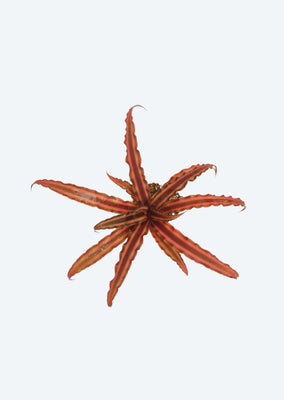 Cryptanthus ‘Ruby’