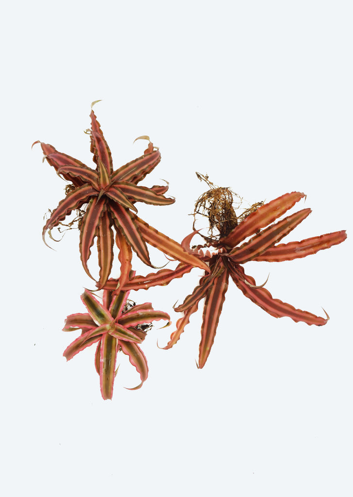 Cryptanthus ‘Ruby’