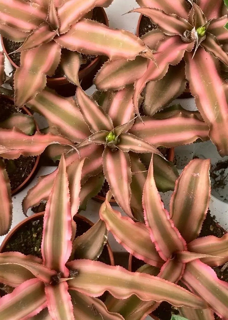 Cryptanthus ‘Ruby’