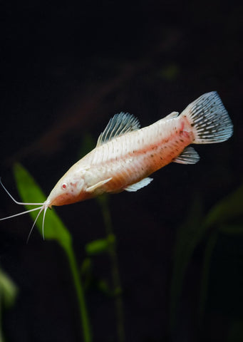 Albino Hoplo Catfish