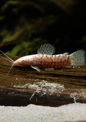 Albino Hoplo Catfish