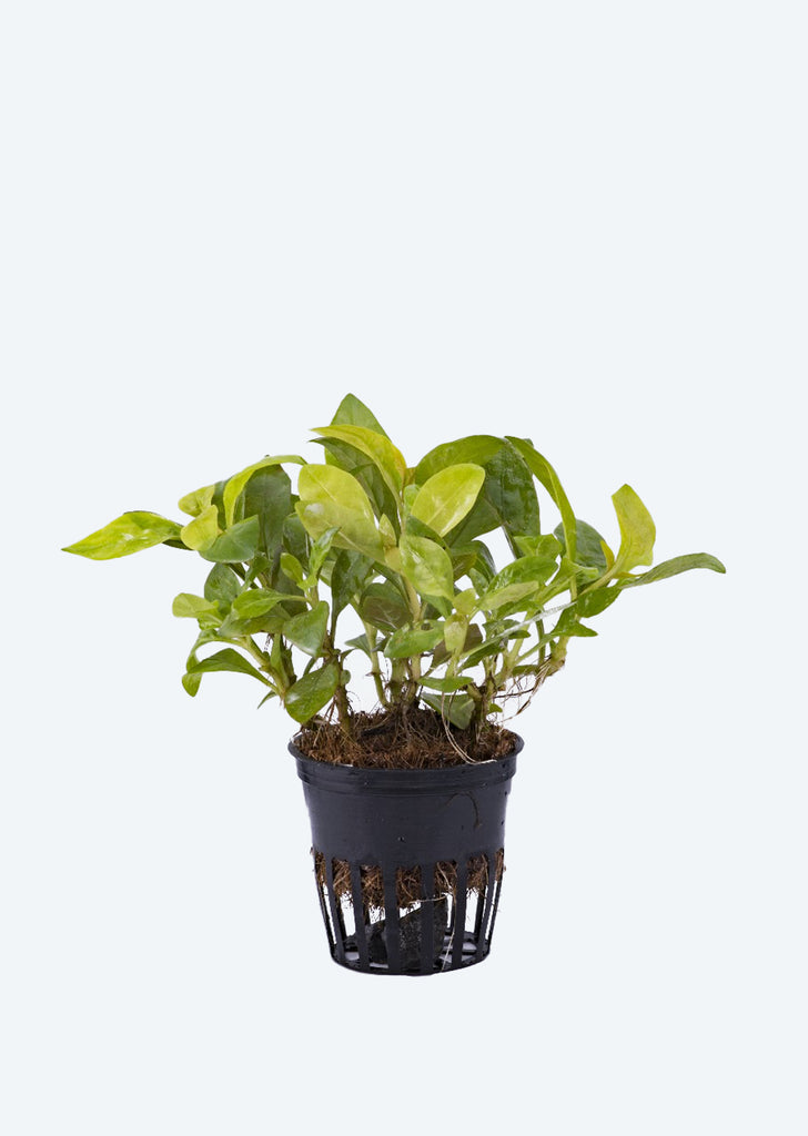 Alternanthera bettzickiana Green