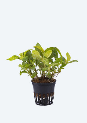Alternanthera bettzickiana Green