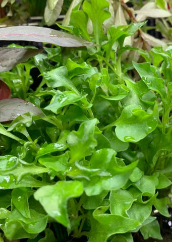 Alternanthera bettzickiana Green