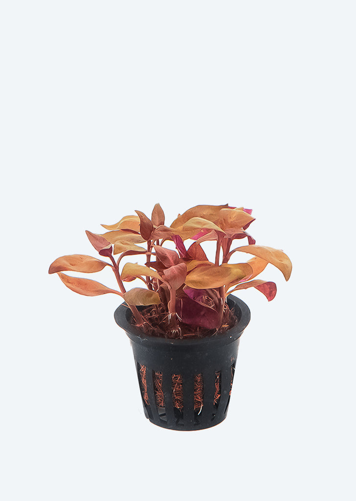 Alternanthera cardinalis