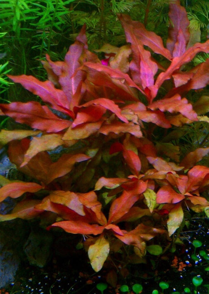Alternanthera cardinalis