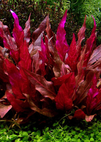 Alternanthera reineckii ‘Rosanervig’