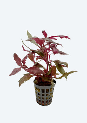 Alternanthera reineckii Variegata