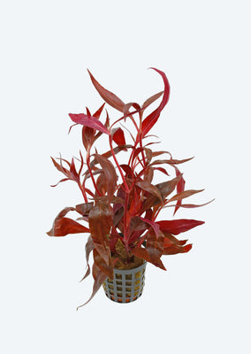 Alternanthera rosaefolia