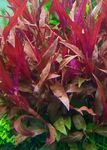 Alternanthera rosaefolia
