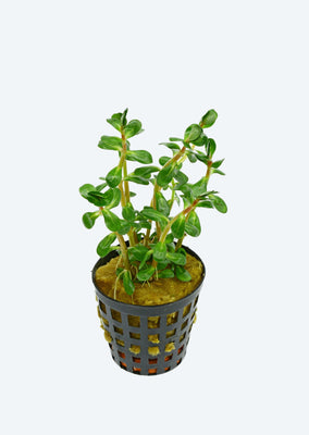 Ammania sp. 'Bonsai'